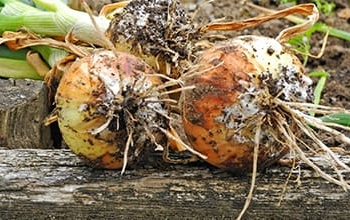 цибуля гниє