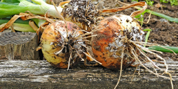 цибуля гниє