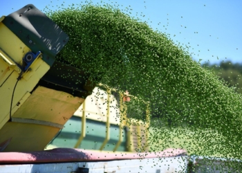 На Тернопільщині стартували жнива: аграрії розпочали з гороху