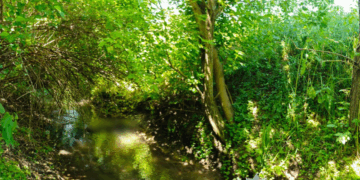 пенсіонера