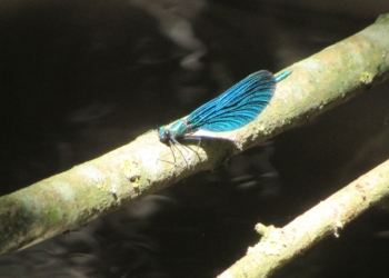 Дністровський каньйон