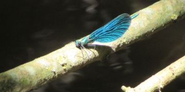 Дністровський каньйон