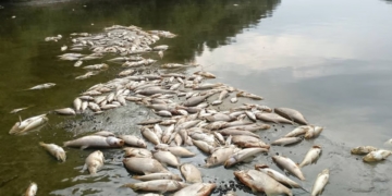 Правоохоронці розпочали розслідування за фактом забруднення річки Тайна у Хоростківській громаді на Тернопільщині