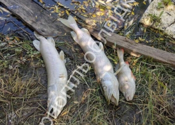 Тернопільщина на межі екологічної катастрофи: спиртзавод зливає відходи, риба масово гине, а правоохоронці мовчать.