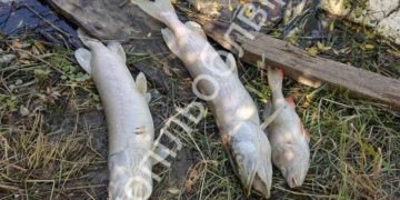 Тернопільщина на межі екологічної катастрофи: спиртзавод зливає відходи, риба масово гине, а правоохоронці мовчать.