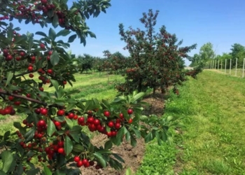 На Тернопільщині планують висадити вишневий сад на 100 гектарів