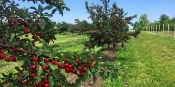На Тернопільщині планують висадити вишневий сад на 100 гектарів