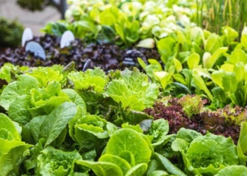 Що посадити влітку після збирання врожаю цибулі і часнику