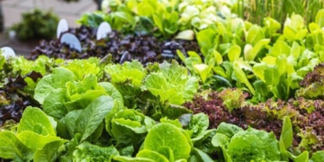 Що посадити влітку після збирання врожаю цибулі і часнику