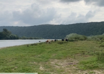 На Тернопільщині прокуратура вимагає повернути землю Коропецькій громаді