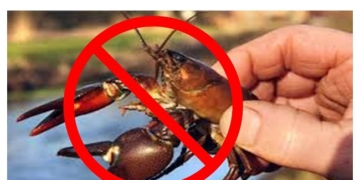 На Тернопільщині з 15 серпня заборонили вилов раків через другу линьку