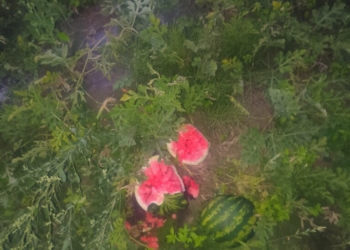 У Сновидові на Тернопільщині бригада на мотоциклах знищили кавуни на полі