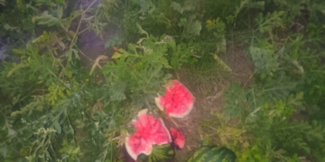 У Сновидові на Тернопільщині бригада на мотоциклах знищили кавуни на полі