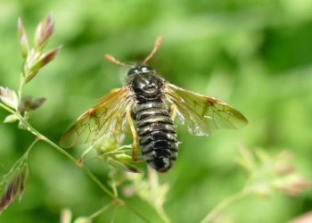 зафіксували рідкісну комаху