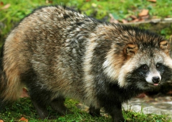 зростає кількість диких хижаків