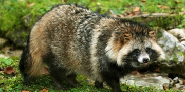 зростає кількість диких хижаків