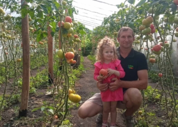 сеньйор-помідор