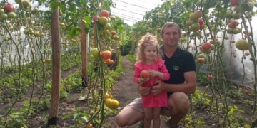 сеньйор-помідор