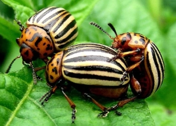 Колорадський жук