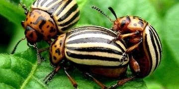 Колорадський жук