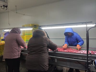 Працівниці кооперативу сортують заморожену малину. Суспільне Тернопіль