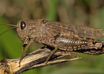 На Тернопільщині відкрили гарячу лінію через загрозу появи сарани
