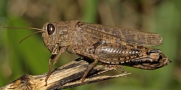 На Тернопільщині відкрили гарячу лінію через загрозу появи сарани