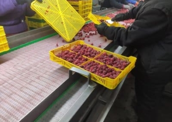 Сортування заморожених ягід. Суспільне Тернопіль