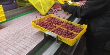 Сортування заморожених ягід. Суспільне Тернопіль