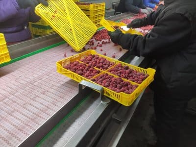 Сортування заморожених ягід. Суспільне Тернопіль