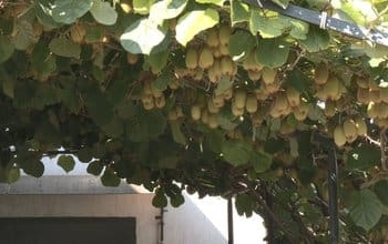 Василь Лерніченко у своєму саду вирощує ківі