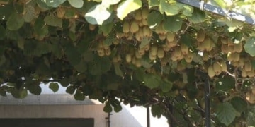 Василь Лерніченко у своєму саду вирощує ківі