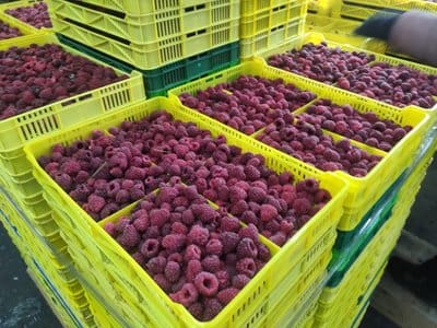 Заготовлені ягоди. Суспільне Тернопіль