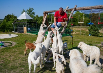 Веселі козенята