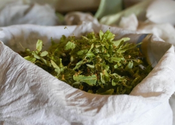 Трави Тернопілля