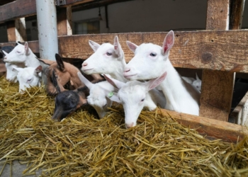 Тернопільські журналісти відвідали крафтову сироварню «Семеро Козенят» у Бучачі