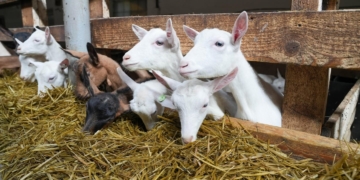 Тернопільські журналісти відвідали крафтову сироварню «Семеро Козенят» у Бучачі