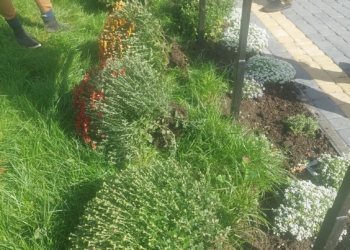 висадили 14 кущів хризантем