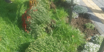 висадили 14 кущів хризантем