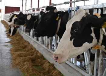 відкрили першу чергу молочно-товарного комплексу