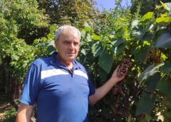 Пенсіонер з Великих Гаїв на Тернопільщині вирощує 70 сортів винограду