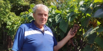 Пенсіонер з Великих Гаїв на Тернопільщині вирощує 70 сортів винограду