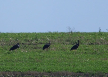 У заповіднику “Медобори” на Тернопільщині зафіксували рідкісного чорного лелеку
