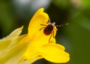 Підступний ворог: все, що треба знати про кліщів, щоб захиститися