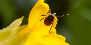 Підступний ворог: все, що треба знати про кліщів, щоб захиститися