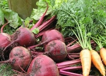 червоного буряка та моркви