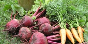 червоного буряка та моркви