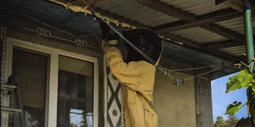 Фахівці ДСНС Тернопільщини ліквідували п’ять гнізд ос та шершнів у приватних домогосподарствах та будинках