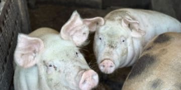 Тернопільщина третя за кількістю свиней: з якими викликами стикається галузь