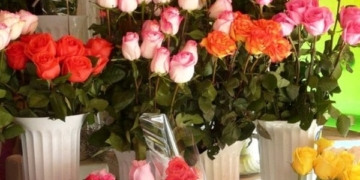 Як виростити троянду з букету: поради для створення власного розарію